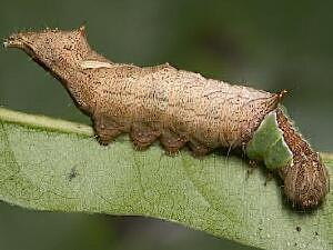 Coelodasys unicornis