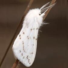 Spilosoma congrua