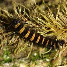 Spilosoma congrua