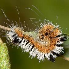 Acronicta hastulifera