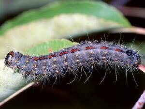 Acronicta hasta