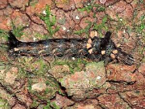 Acronicta impleta