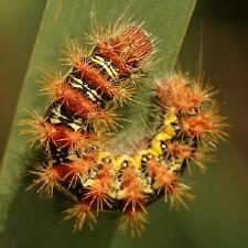 Acronicta oblinita