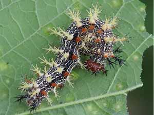 Polygonia interrogationis