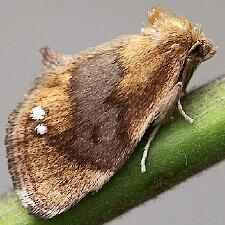 Packardia geminata