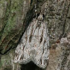 Eudonia strigalis