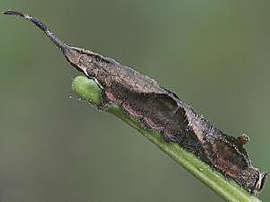 Oreta rosea