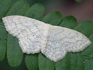 Scopula limboundata