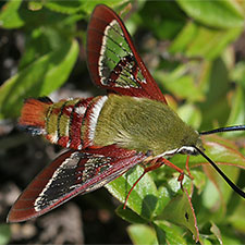 Hemaris gracilis