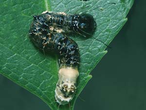 Acronicta funeralis