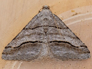 Digrammia pertinata