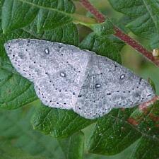 Cyclophora pendulinaria