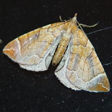 Eulithis testata