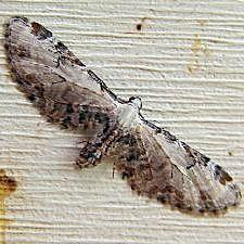 Eupithecia ravocostaliata