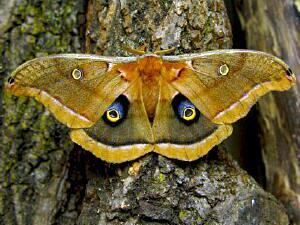 Antheraea polyphemus