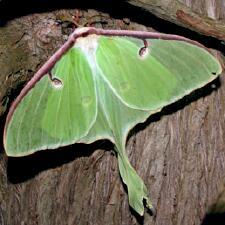 Actias luna