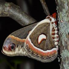 Hyalophora cecropia