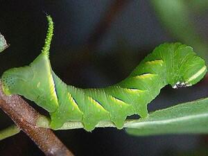 Sphinx kalmiae