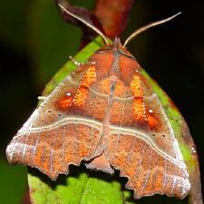 Scoliopteryx libatrix