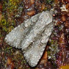 Acronicta clarescens