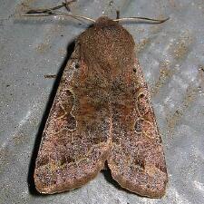 Orthosia hibisci