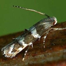 Momphidae sp.