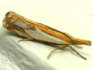 Crambus agitatellus