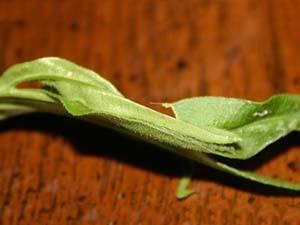 Agonopterix atrodorsella