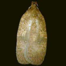 Agonopterix dimorphella