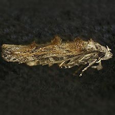 Mompha rufocristatella