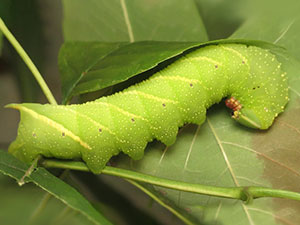 Manduca jasminearum