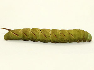 Ceratomia hageni