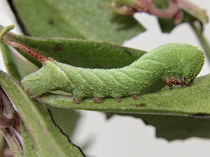 Sphinx asellus