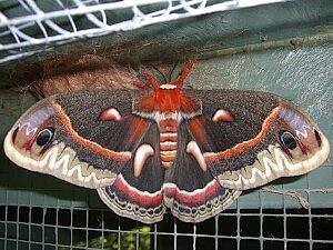 Hyalophora cecropia