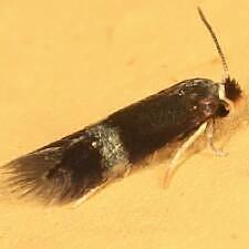 Stigmella sp.