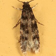 Homosetia bifasciella