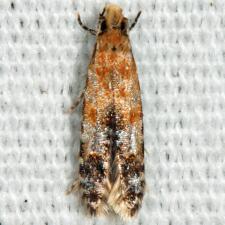 Homosetia costisignella