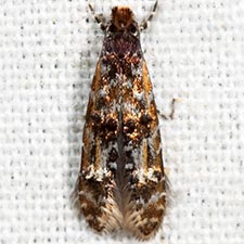 Homosetia fasciella