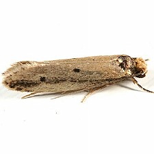 Tinea apicimaculella