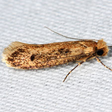 Tinea carnariella