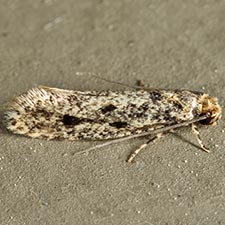 Niditinea orleansella