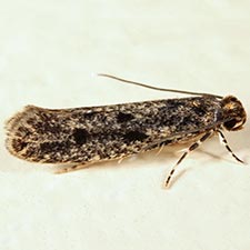 Niditinea orleansella