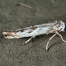 Lyonetia prunifoliella