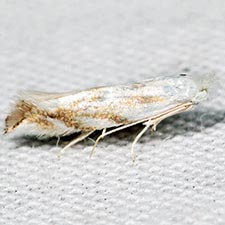 Bucculatrix solidaginiella