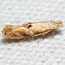 Bucculatrix packardella