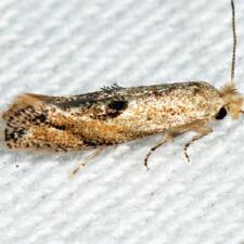 Bucculatrix pomifoliella