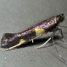 Caloptilia cornusella