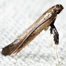 Caloptilia hypericella