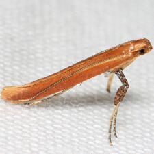 Caloptilia invariabilis