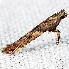 Caloptilia ostryaeella